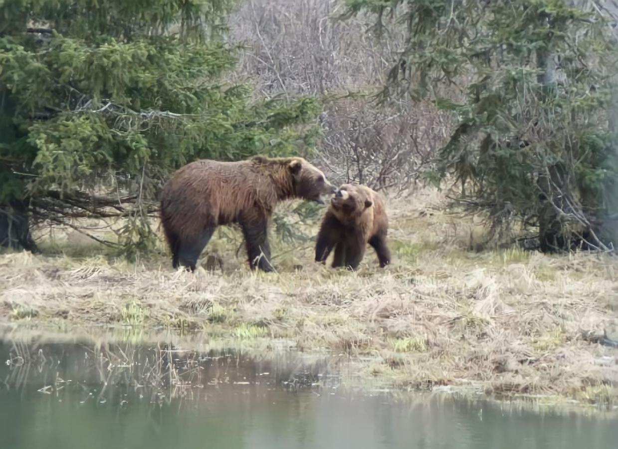Alaska Grizzly Lodge Fairbanks Exteriör bild