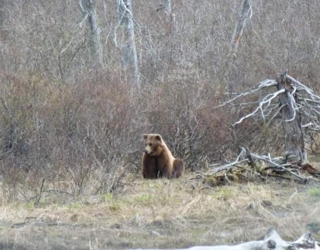 Alaska Grizzly Lodge Fairbanks Exteriör bild